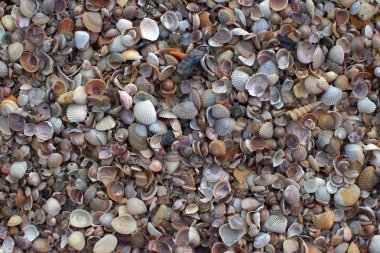 Midye Closeup bir Plaj duvar kağıdı doku arka plan ayrıntılı 