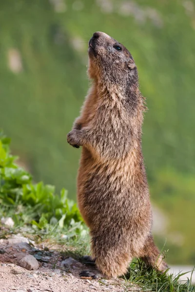 Marmotte debout en Suisse Alpes — Photo