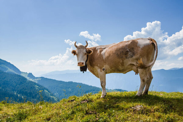 Cow looking at camera in Swiss Alps near Bachsee