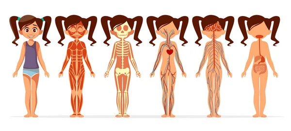 女性筋肉、骨格、循環器、神経、消化器系の女の子の体解剖学ベクトルの漫画イラスト — ストックベクタ