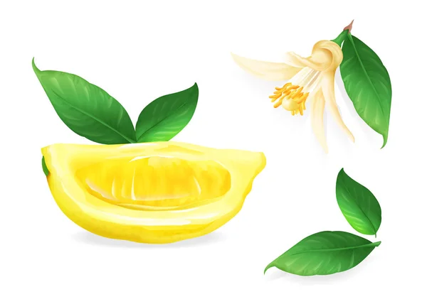 Ilustrasi jeruk vektor tanaman buah lemon - Stok Vektor