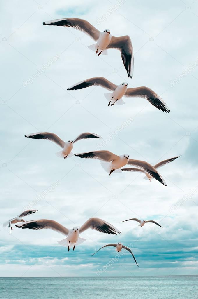 Seegulls flying