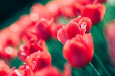 Yumuşak sanatsal odak ile kırmızı lale