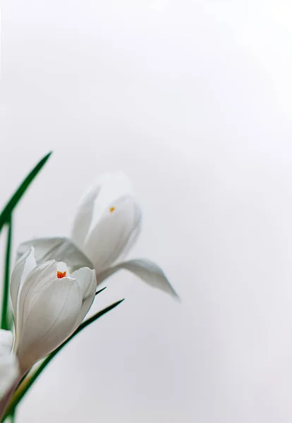 Vita crocus blommor på vit bakgrund — Stockfoto