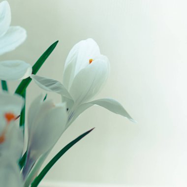 Bloom, instagram kare beyaz bitkisi çiçeği closeup görünümü 