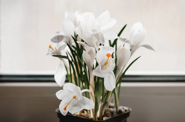 Vita crocus blommor i blom på fönsterbrädan med vit backgrou — Stockfoto