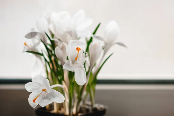 Mjuk fokuserad närbild bild av vita crocus blommor i blom — Stockfoto