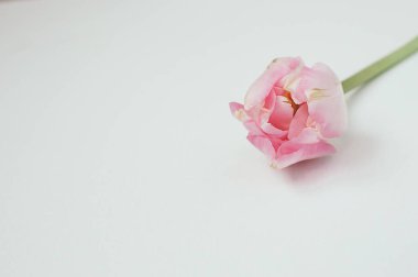 Pembe Tek Kişilik Şakayık makro görünümü ile copysp beyaz arka plan üzerinde