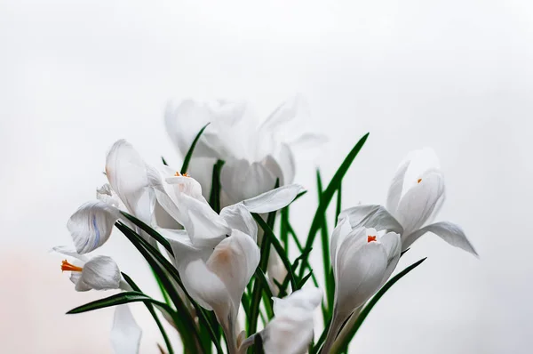 Närbild mjukt fokus utsikt över vita crocus blommor i blom — Stockfoto