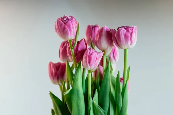 Charmiga rosa blommor pion tulpaner — Stockfoto