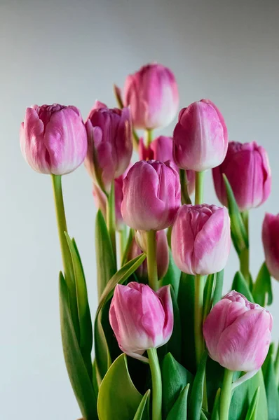 Charmiga rosa blommor pion tulpaner vertikala — Stockfoto