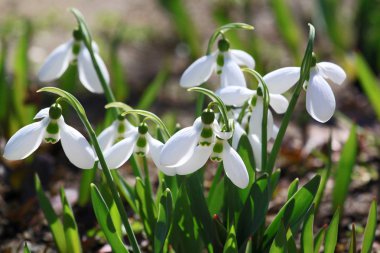 bahar çiçekleri kardelen, Galanthus nivalis