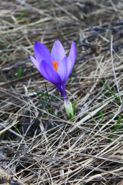 Crocus - bahar çiçek