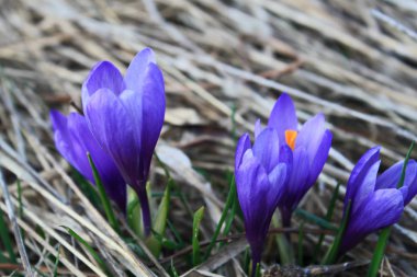 Çayır çiçek açan bahar crocus ile