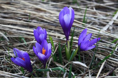 Çiçek açan bahar crocus