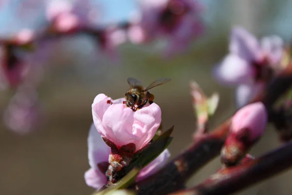 Pink peach blossom with a bee — Stock Photo, Image