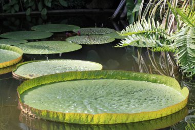 Victoria regia (Victoria amazonica) gölde