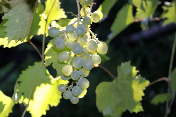 Um bando de uvas brancas maduras penduradas numa videira — Fotografia de Stock