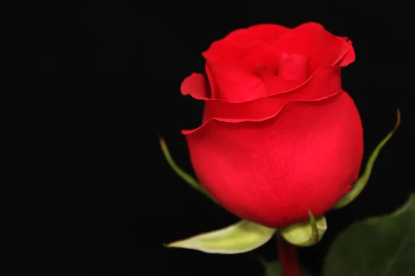 Schöne rote Rose auf schwarzem Hintergrund — Stockfoto