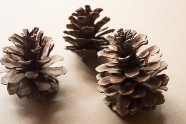 Çam kozalağı arka plan üzerinde