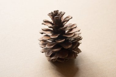 Çam kozalağı arka plan üzerinde