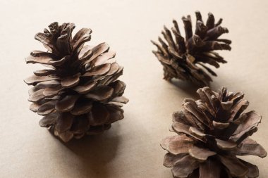 Çam kozalağı arka plan üzerinde