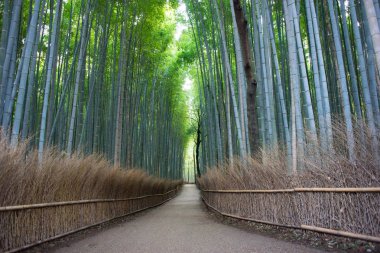  arashiyama bambu ormanı, kyoto, Japonya