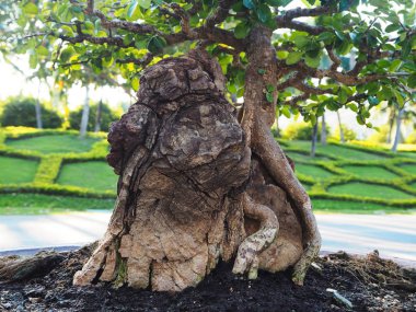 Bonsai'nın kök saksının içinde