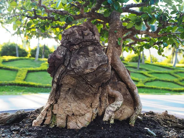 Bonsai'nın kök saksının içinde