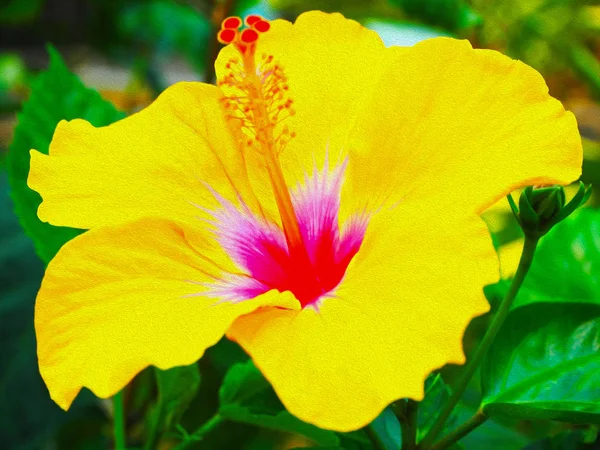 Färgglada Hibiscus Blomma Blommar Oljemålning Texturen — Stockfoto