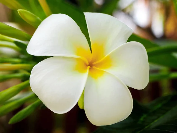 Exotic White Frangipani Flower — Stock Photo, Image