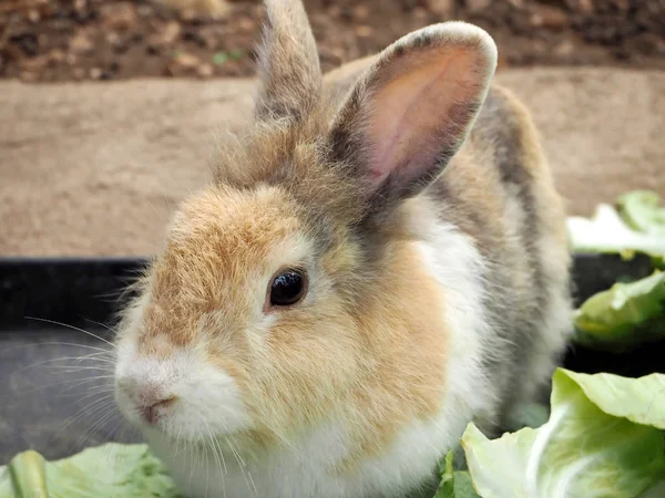Ein Kleines Kaninchen Auf Dem Bauernhof — Stockfoto