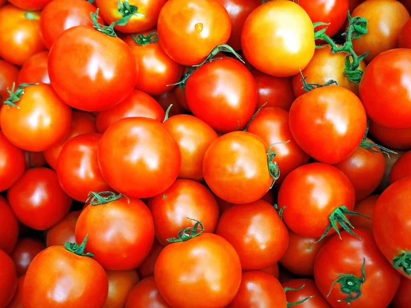 Bahçeden taze kırmızı kiraz domates