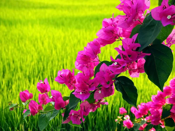 Exotische Roze Bougainville Bloemen Groene Rijstvelden — Stockfoto
