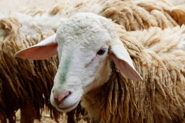 Kırsal bölgede izole bir genç kuzu