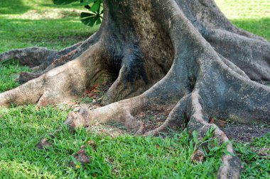 Dev ağaç kökleri Şehir Parkı içinde closeup