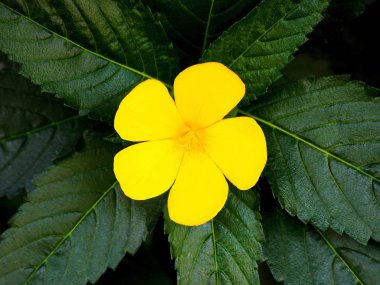 Parlak sarı çiçek ve yeşil yaprakları