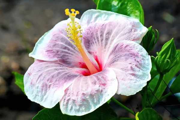 Uma Bela Flor Hibisco Branco — Fotografia de Stock