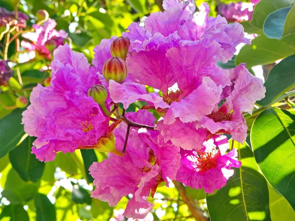 Sommaren Rosa Blommor Blommar Stadsparken — Stockfoto