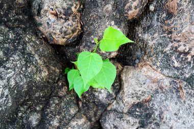 Genç Yeşil Yapraklar Ağaç Gövdesinde