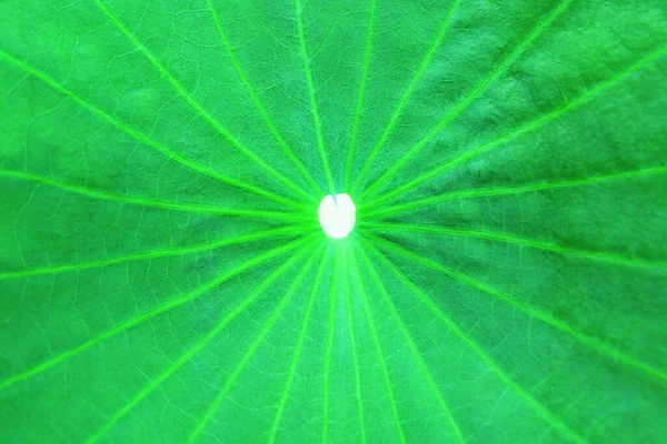 Closeup Photo Green Lotus Leaf — Stock Photo, Image