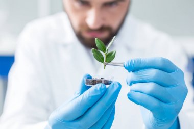 Genç filiz. Laboratuvarda araştırma için kullanılırken cımbızla tutulan genç bir bitkinin seçici odağı