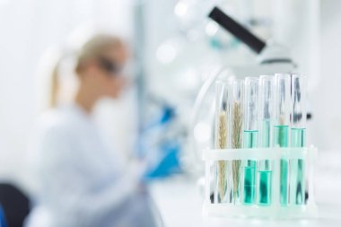 Analiz için hazır. Laboratuvar numunelerinin biyolojik analize hazır olduğu test tüplerinin seçici odak noktası
