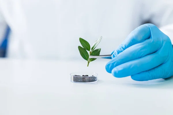 Agro Ingeniería Enfoque Selectivo Una Pequeña Planta Que Utiliza Para — Foto de Stock