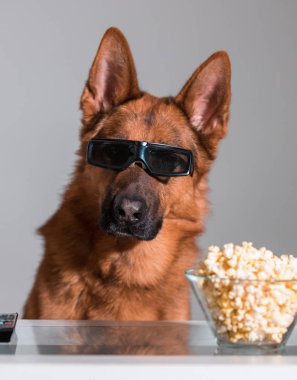 3d gözlüğünü patlamış mısır ile bir film izlerken komik şirin köpek ve 