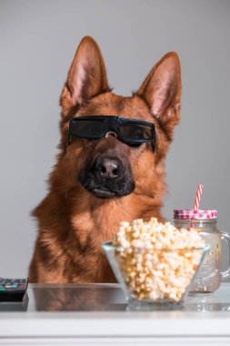 3d gözlüğünü patlamış mısır ile bir film izlerken komik şirin köpek ve 