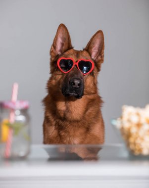 Komik şirin köpek kalp güneş gözlüğü patlamış mısır ile bir film izlerken ve