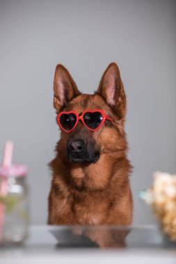 Komik şirin köpek kalp güneş gözlüğü patlamış mısır ile bir film izlerken ve