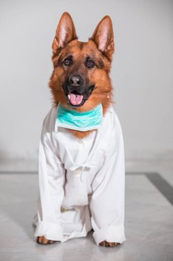 Tatlı doktor Alman çoban köpek