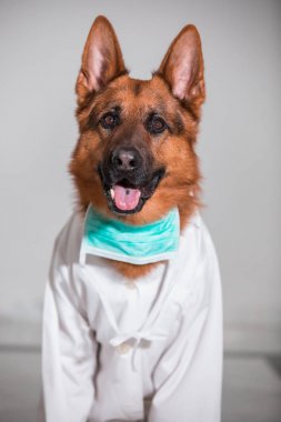 Tatlı doktor Alman çoban köpek